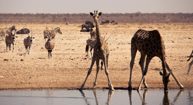 Tuesday, March 16 – Onguma The Fort Lodge – Etosha National Park (B,