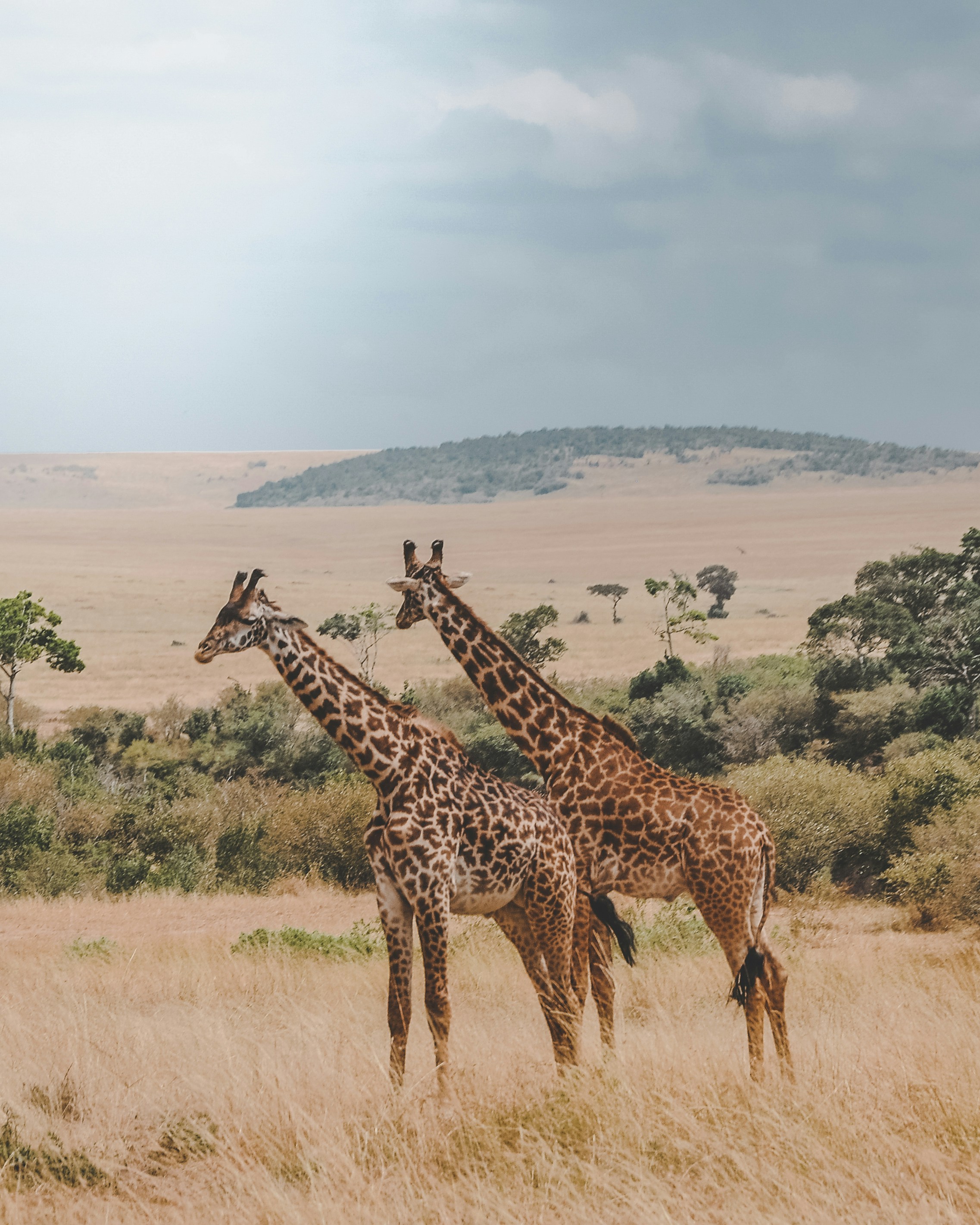 African Safari - Wonders of South Africa and Namibia ~ March 3 - 18, 2027 (16 Days)