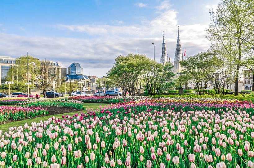 Tulips, Niagara Falls & Thousand Islands - May 10 - 20, 2027 (11 Days)  — photo 4