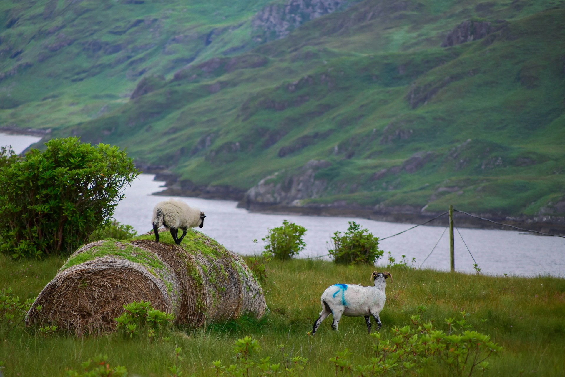 Luxurious Ireland ~ July 13 - 22, 2027 (10 Days) — photo 7